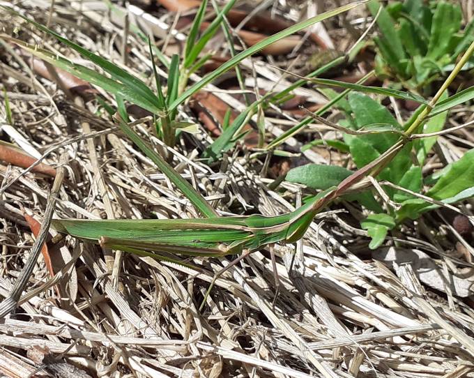 Acrida ungarica mediterranea?  S !